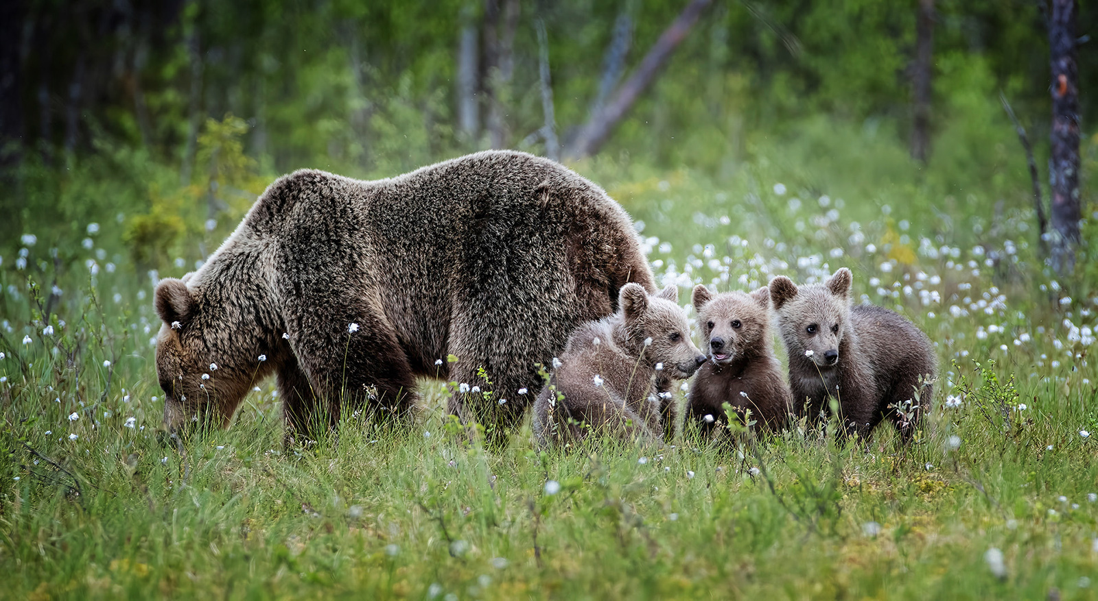THREE CUBS IN COTTON GRASS